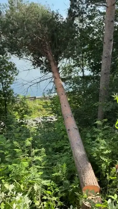 Furu felt langs turvei ved Mjøsa
