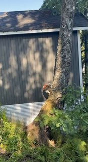 Felling av bjørk ved garasje på Flateby