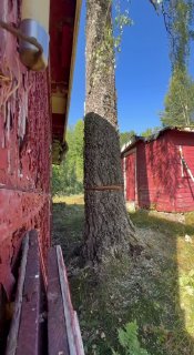 Trefelling i Enebakk